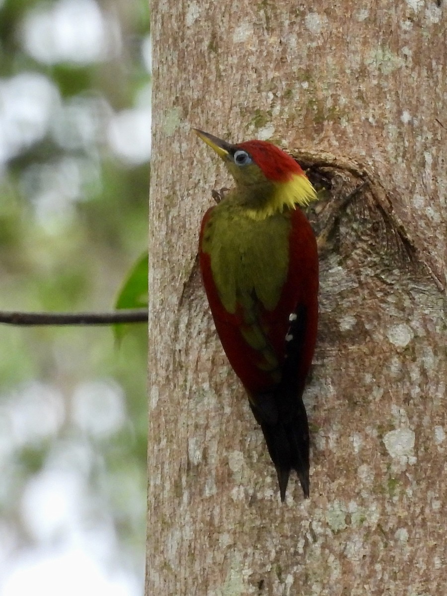 Crimson-winged Woodpecker - ML644307579