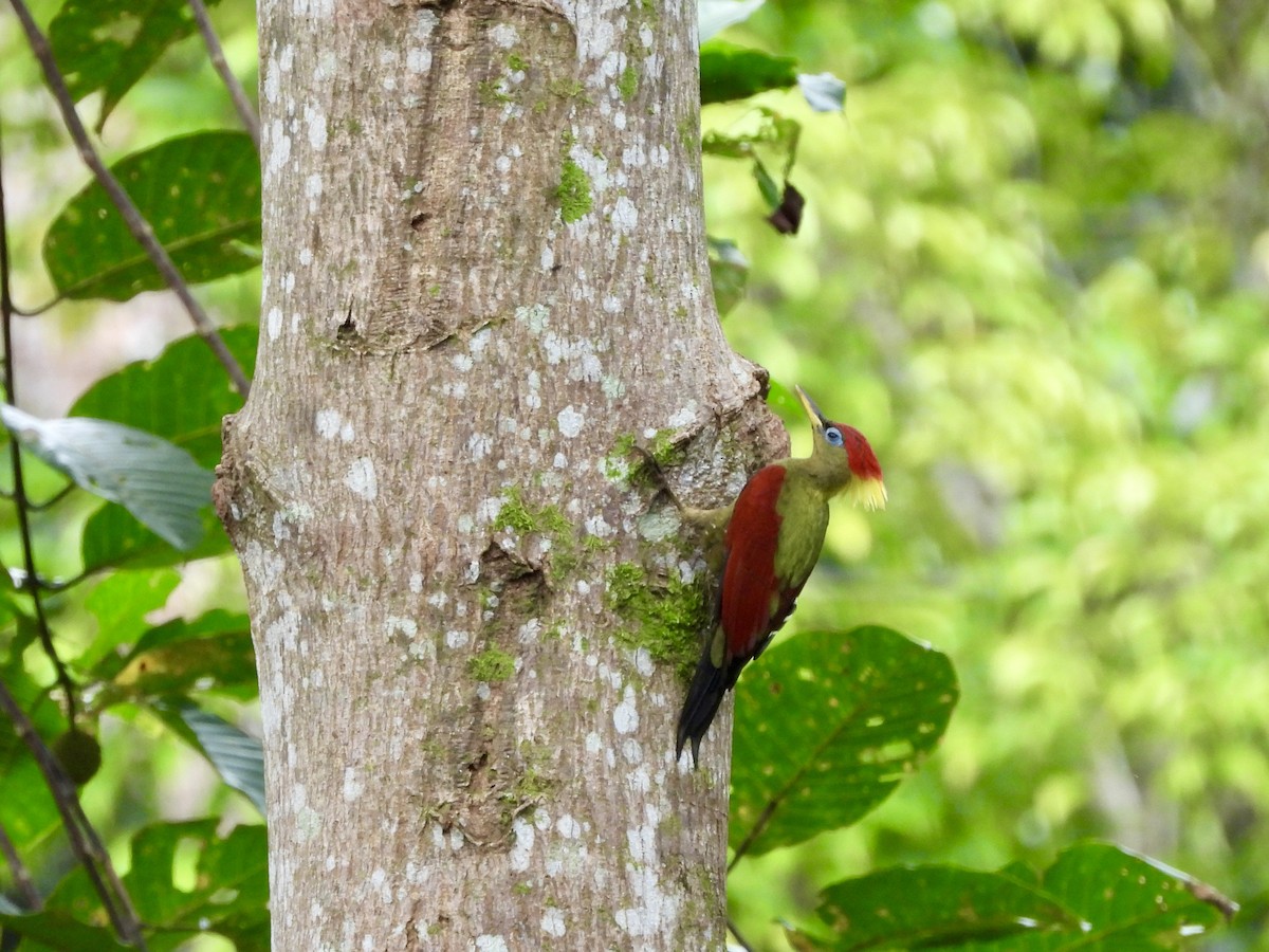Crimson-winged Woodpecker - ML644307580