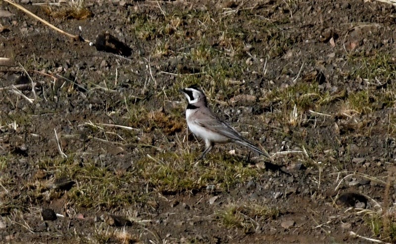 Alondra Cornuda - ML644307584