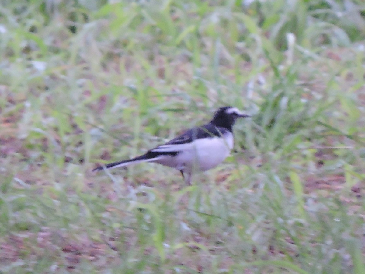 日本鶺鴒 - ML644307585