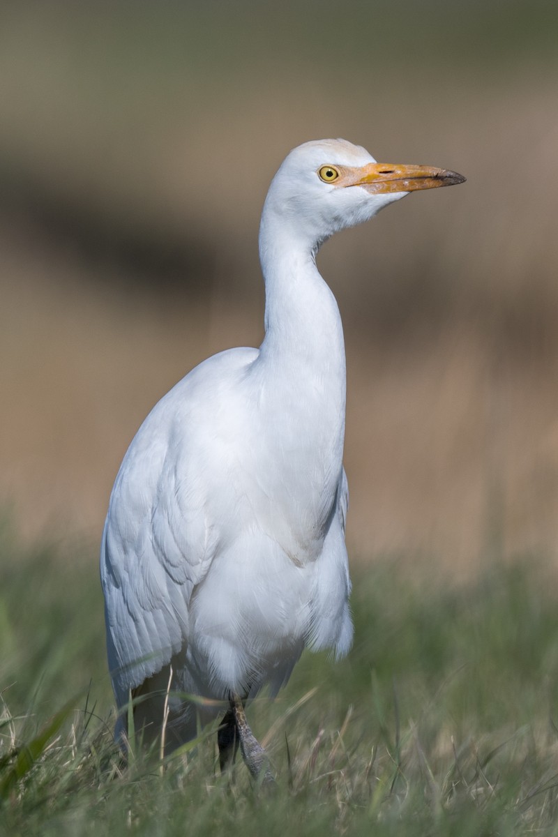 Western Cattle-Egret - ML644307586