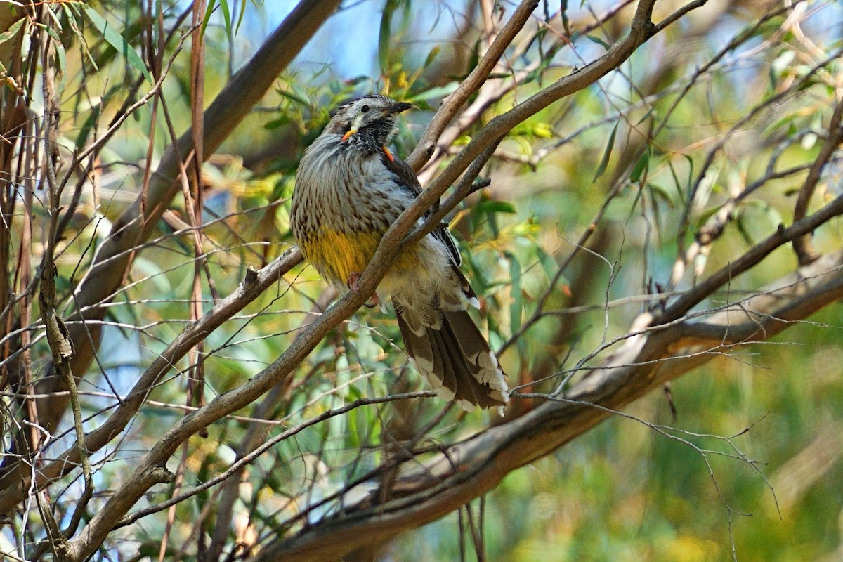 Yellow Wattlebird - ML644307587