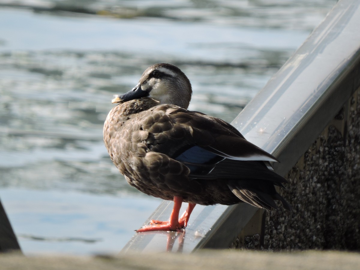 Eastern Spot-billed Duck - ML644307593