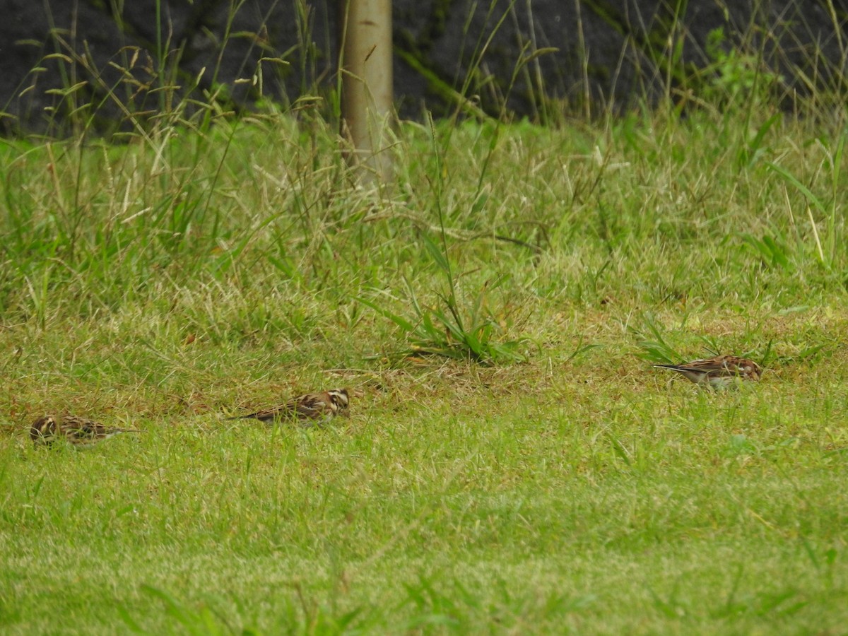 Zigolo boschereccio - ML644307596