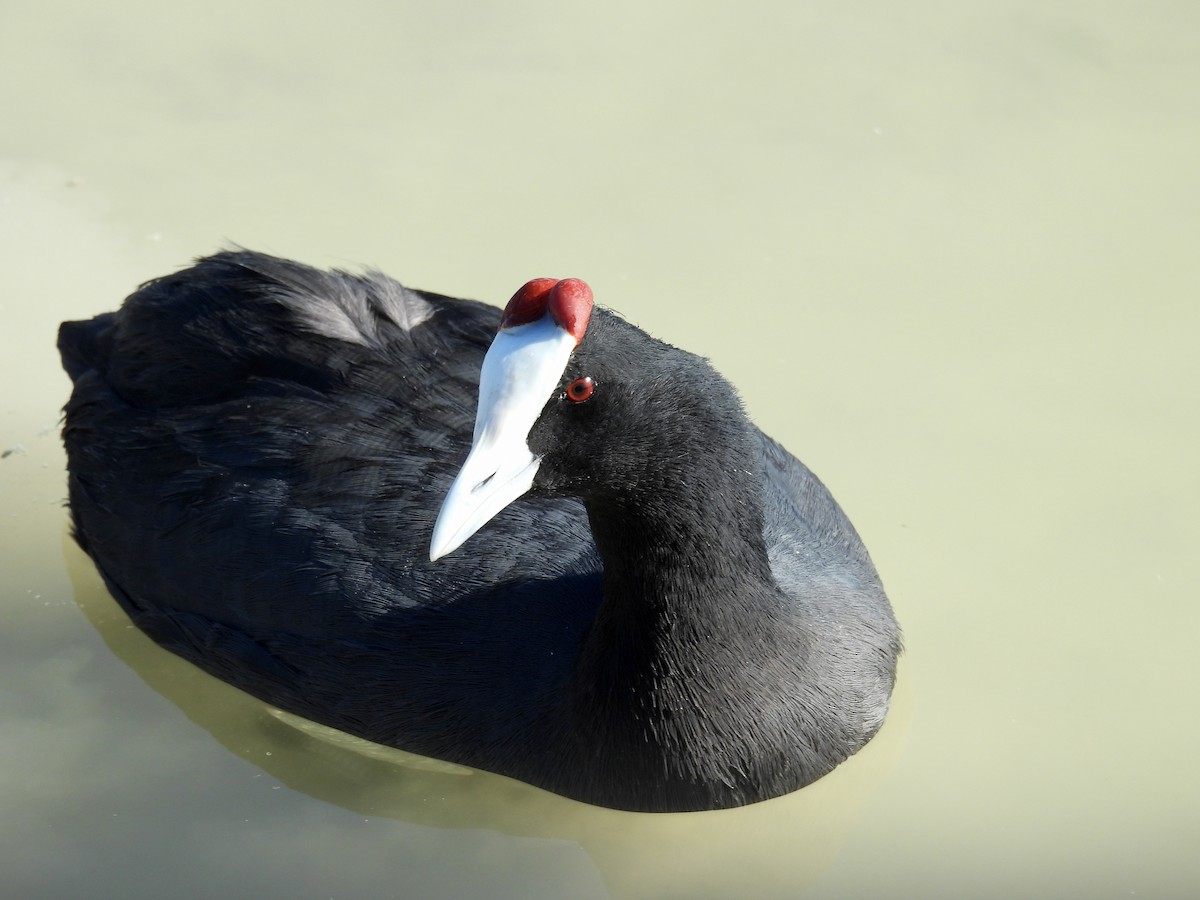 Red-knobbed Coot - ML644307602