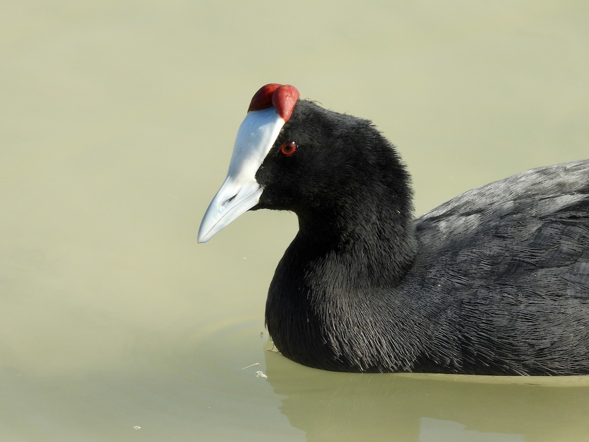 Red-knobbed Coot - ML644307603