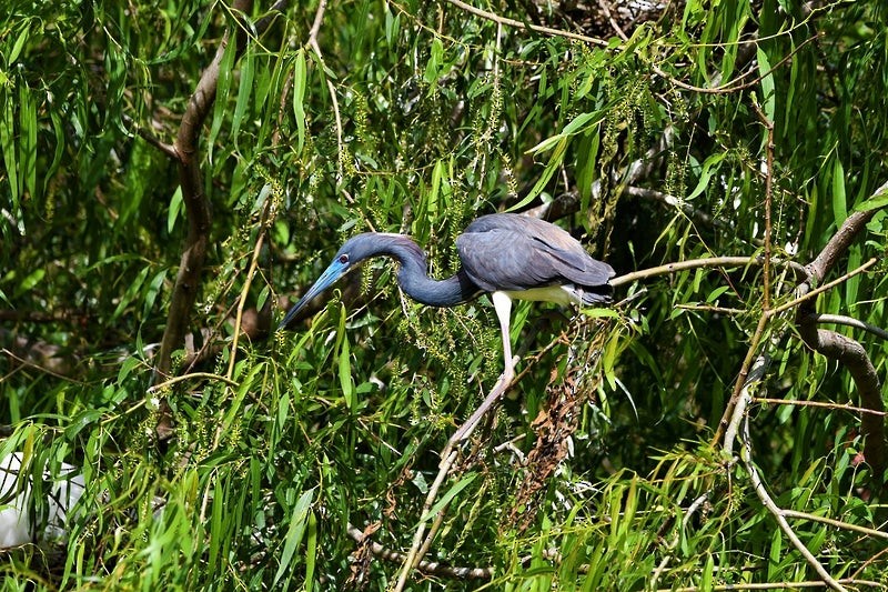 Tricolored Heron - ML644307611
