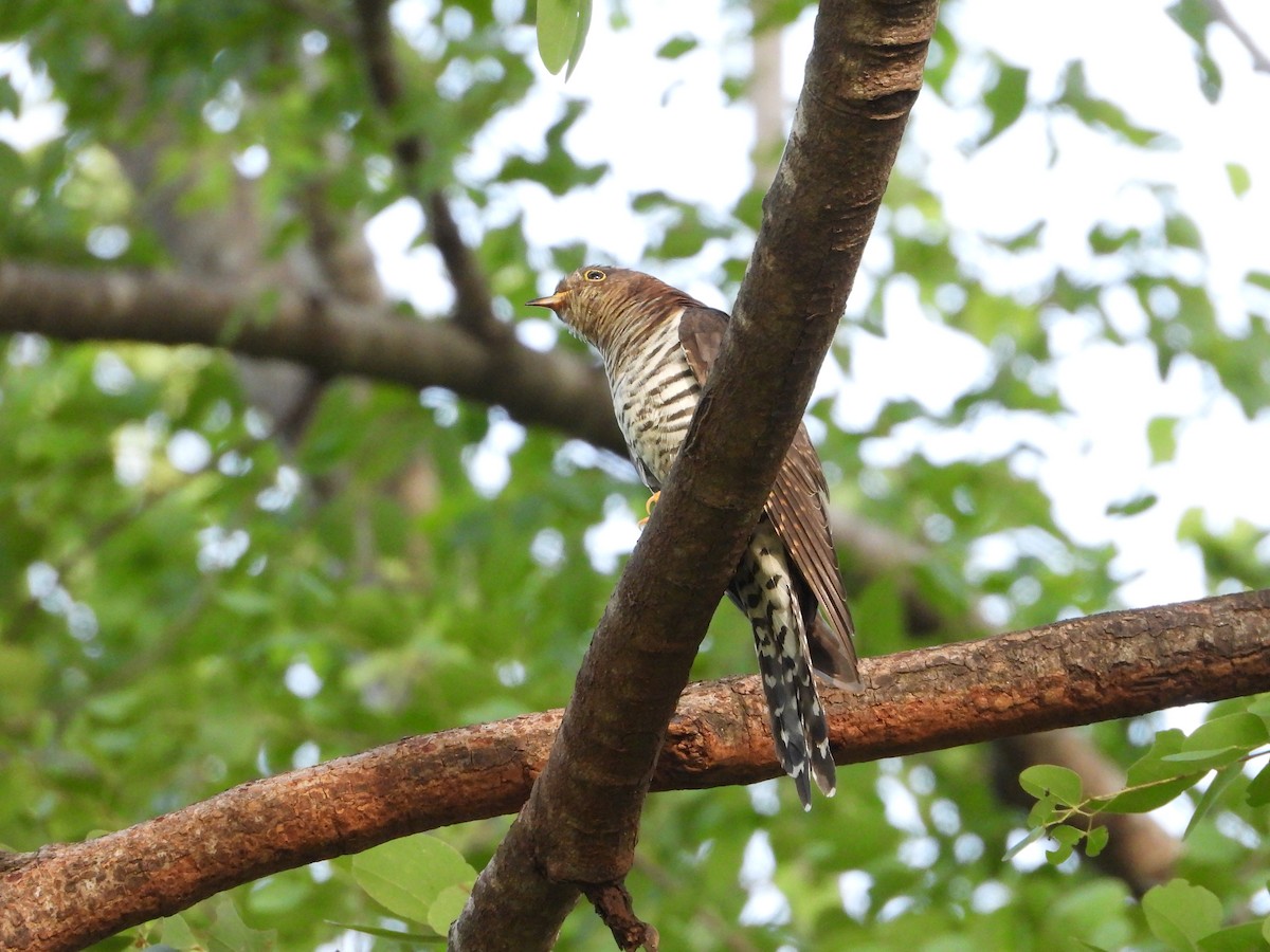 Хурган хөхөө - ML644307617