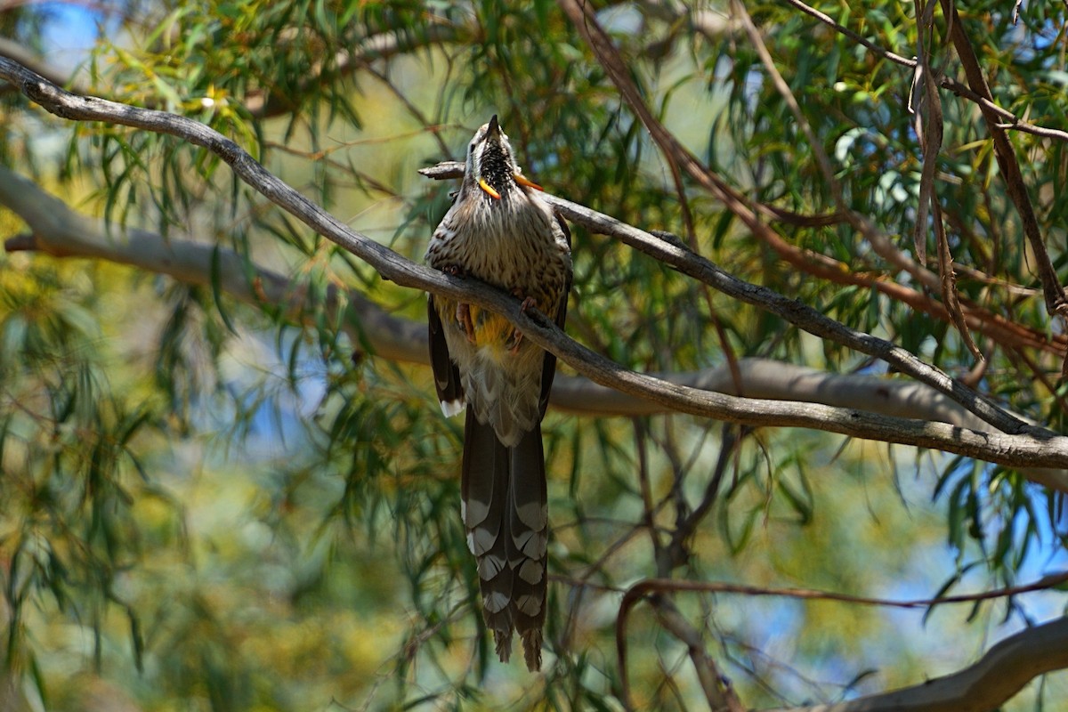 Yellow Wattlebird - ML644307618