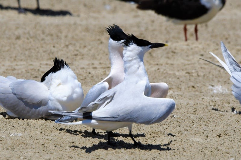 Kara Gagalı Sumru - ML644307630