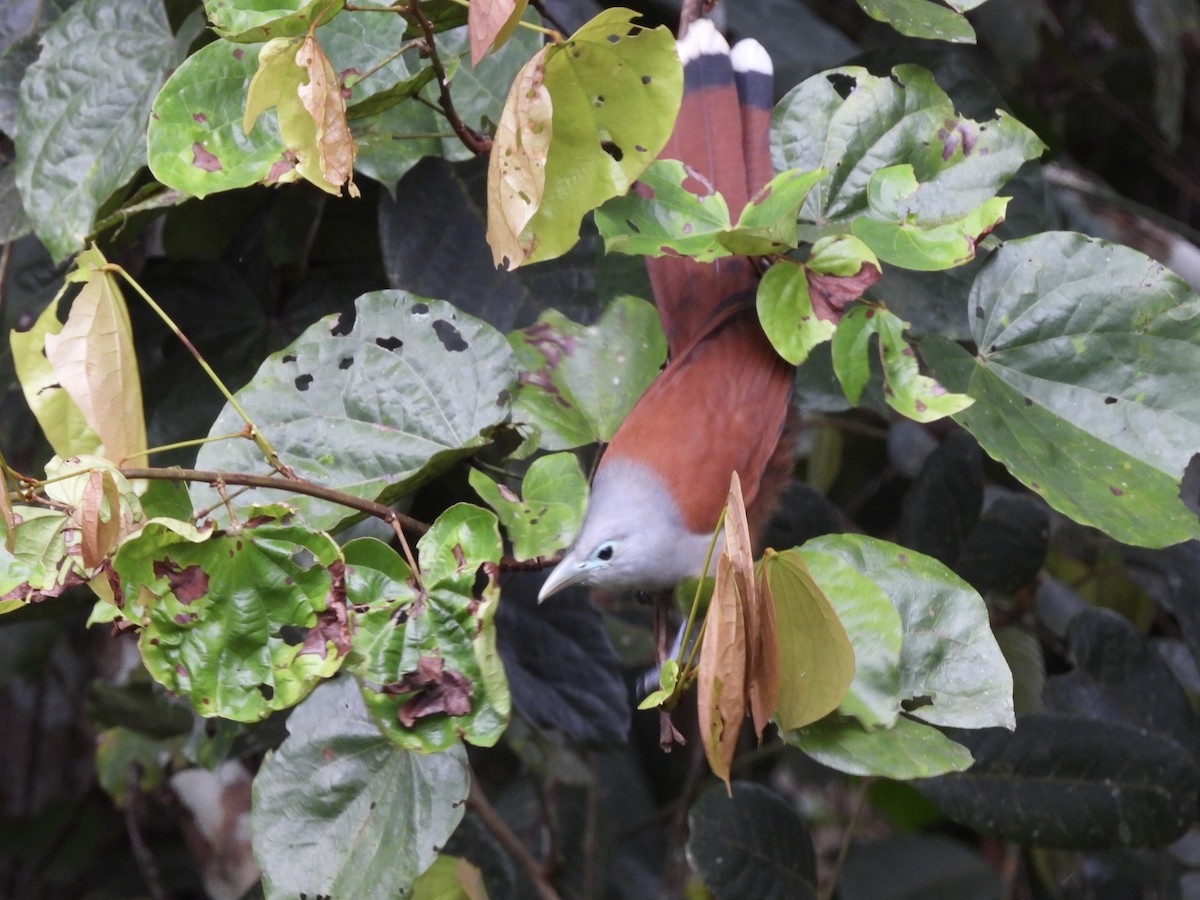 Raffles's Malkoha - ML644307631