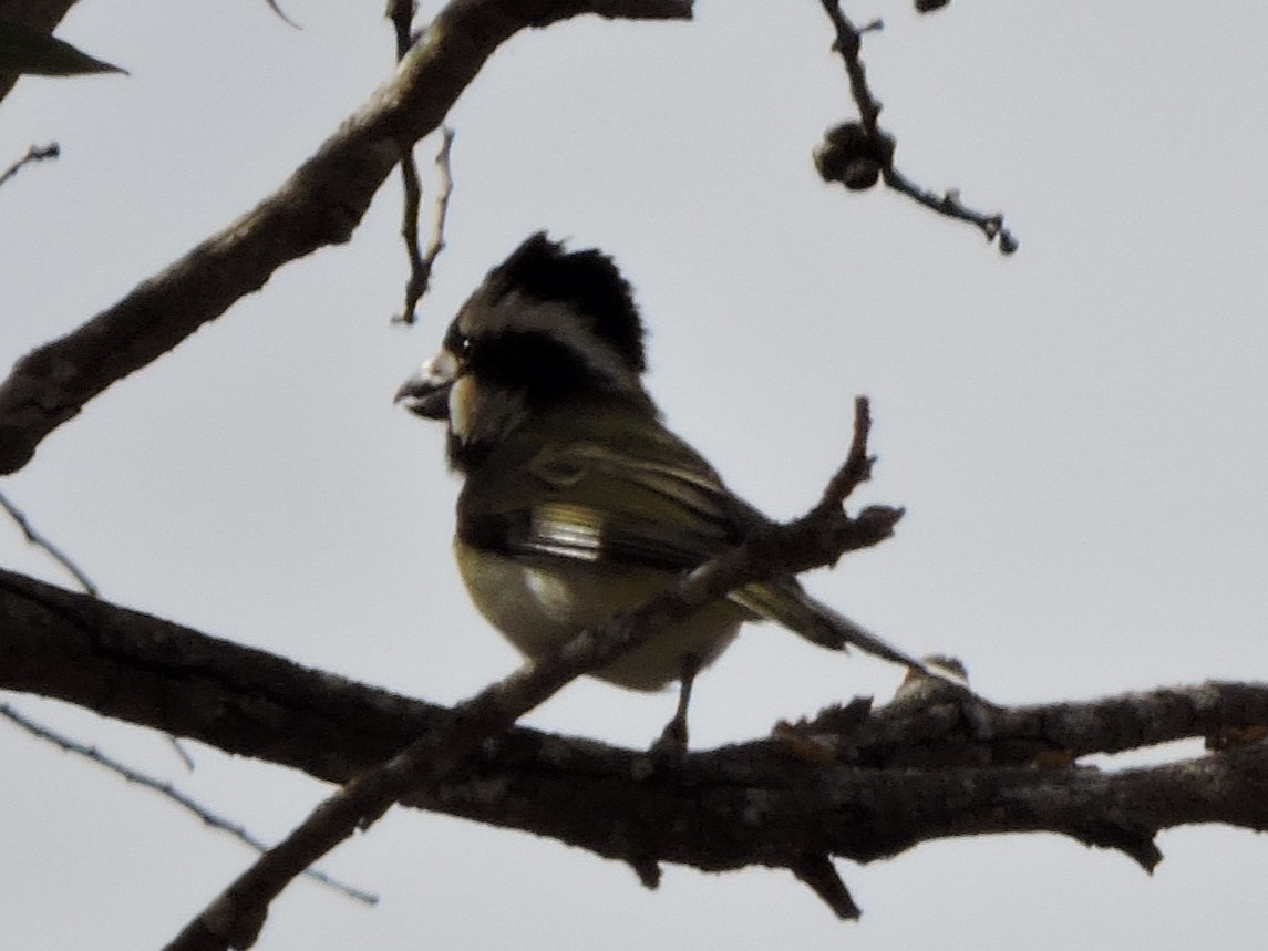 Western Shrike-tit - ML644307636