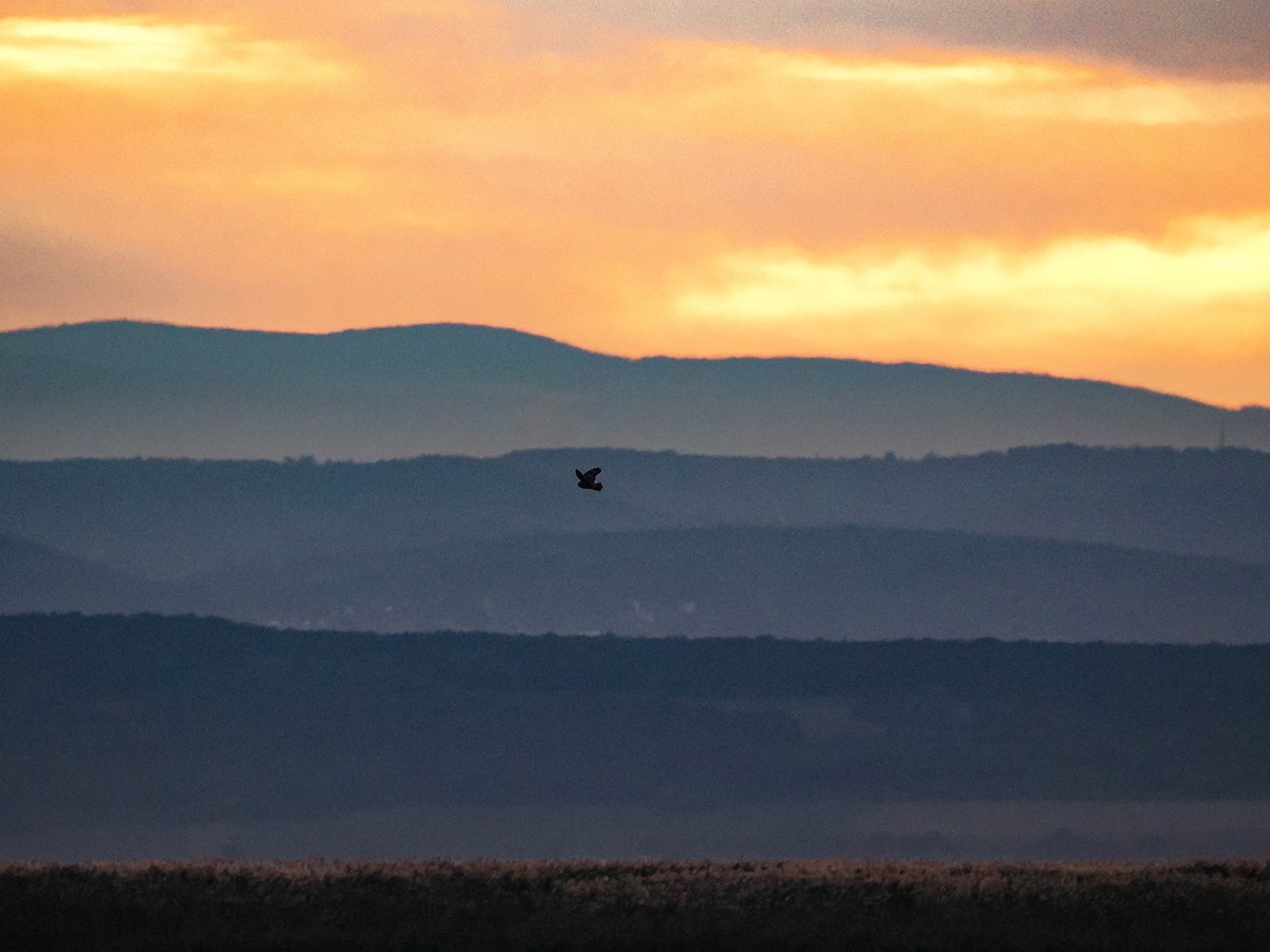 Zingira-hontza - ML644307637