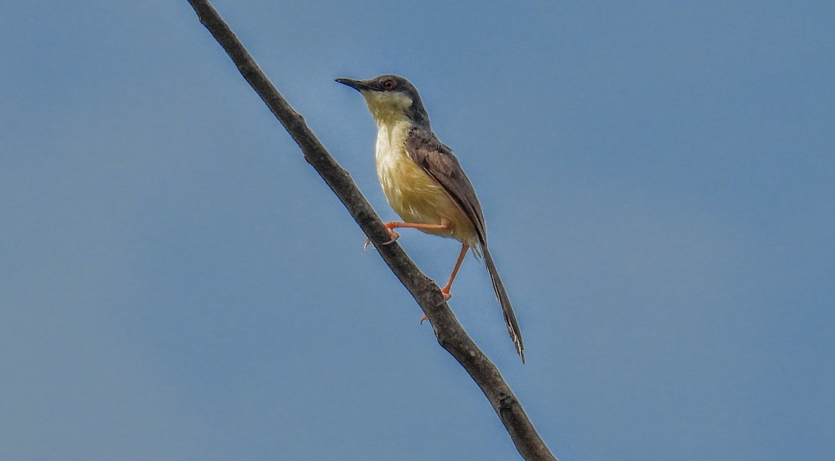 Prinia Cenicienta - ML644307645