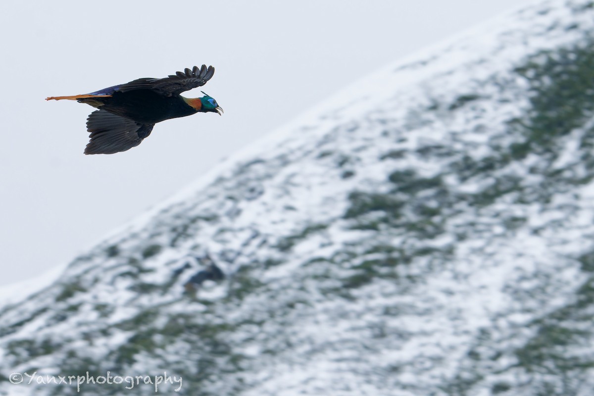 ニジキジ - ML644307655