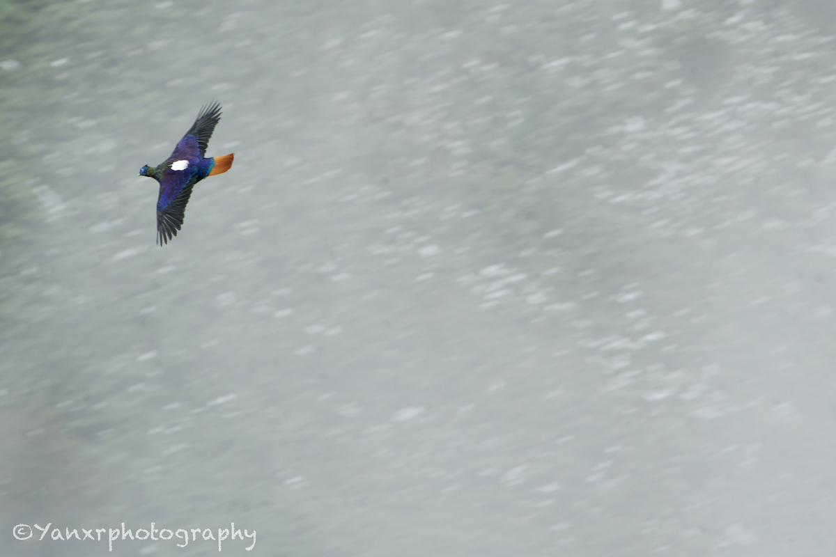 ニジキジ - ML644307656