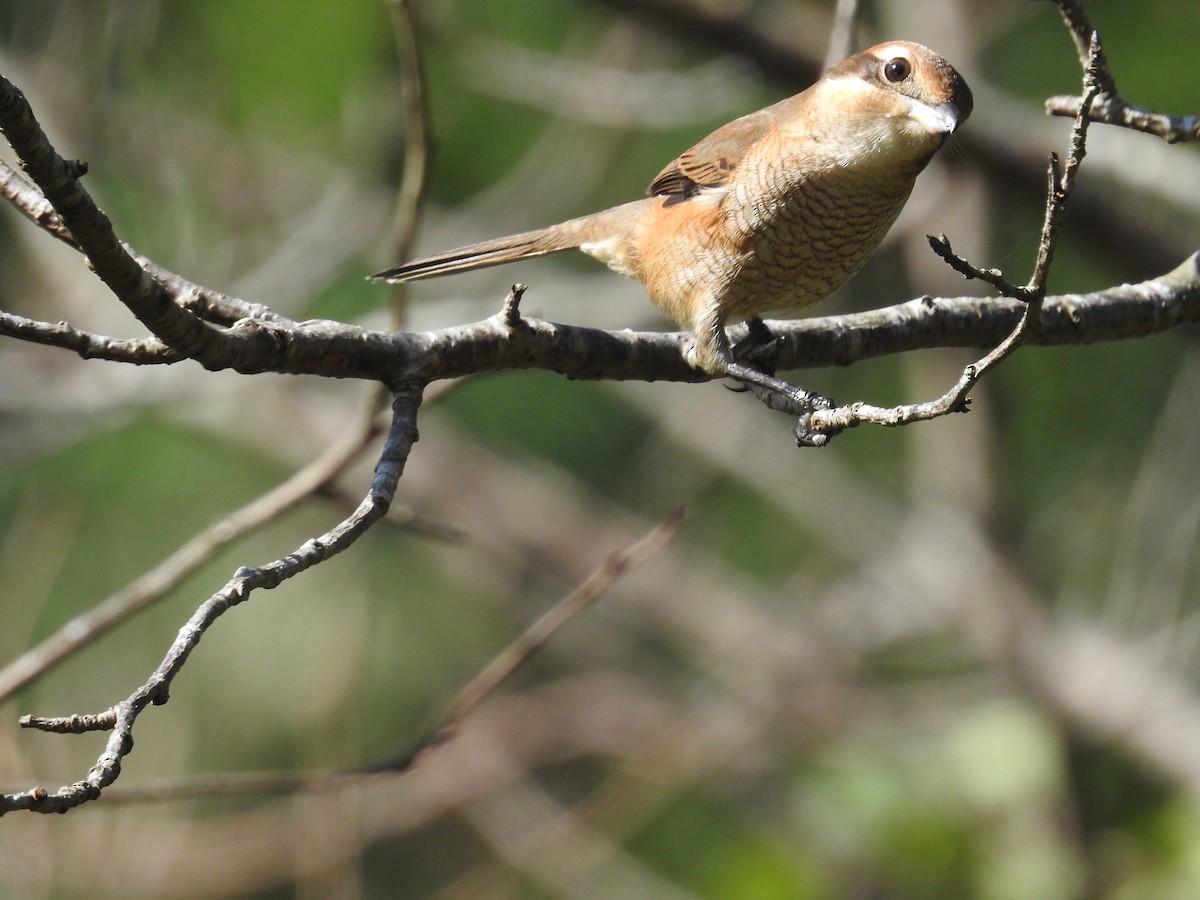 Bull-headed Shrike - ML644307659