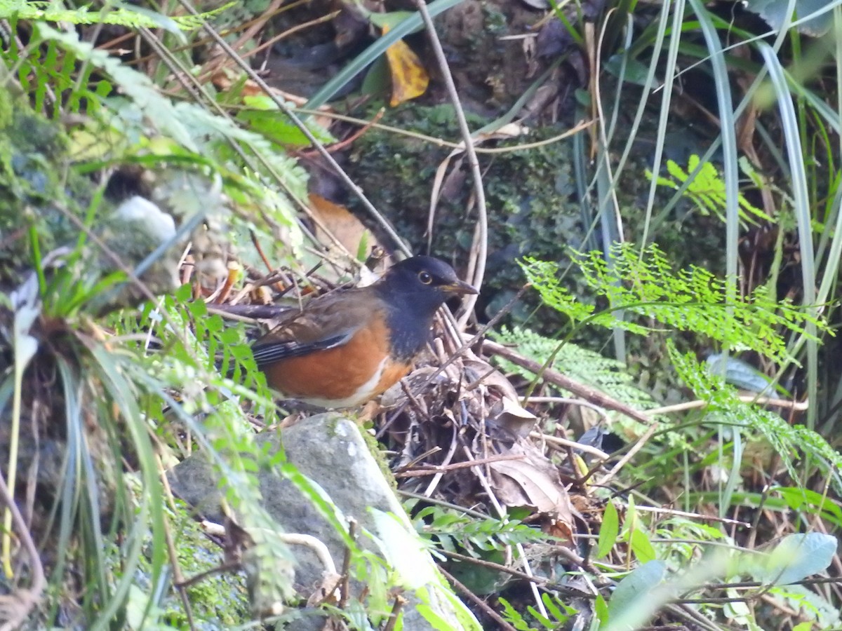 Izu Thrush - ML644307664