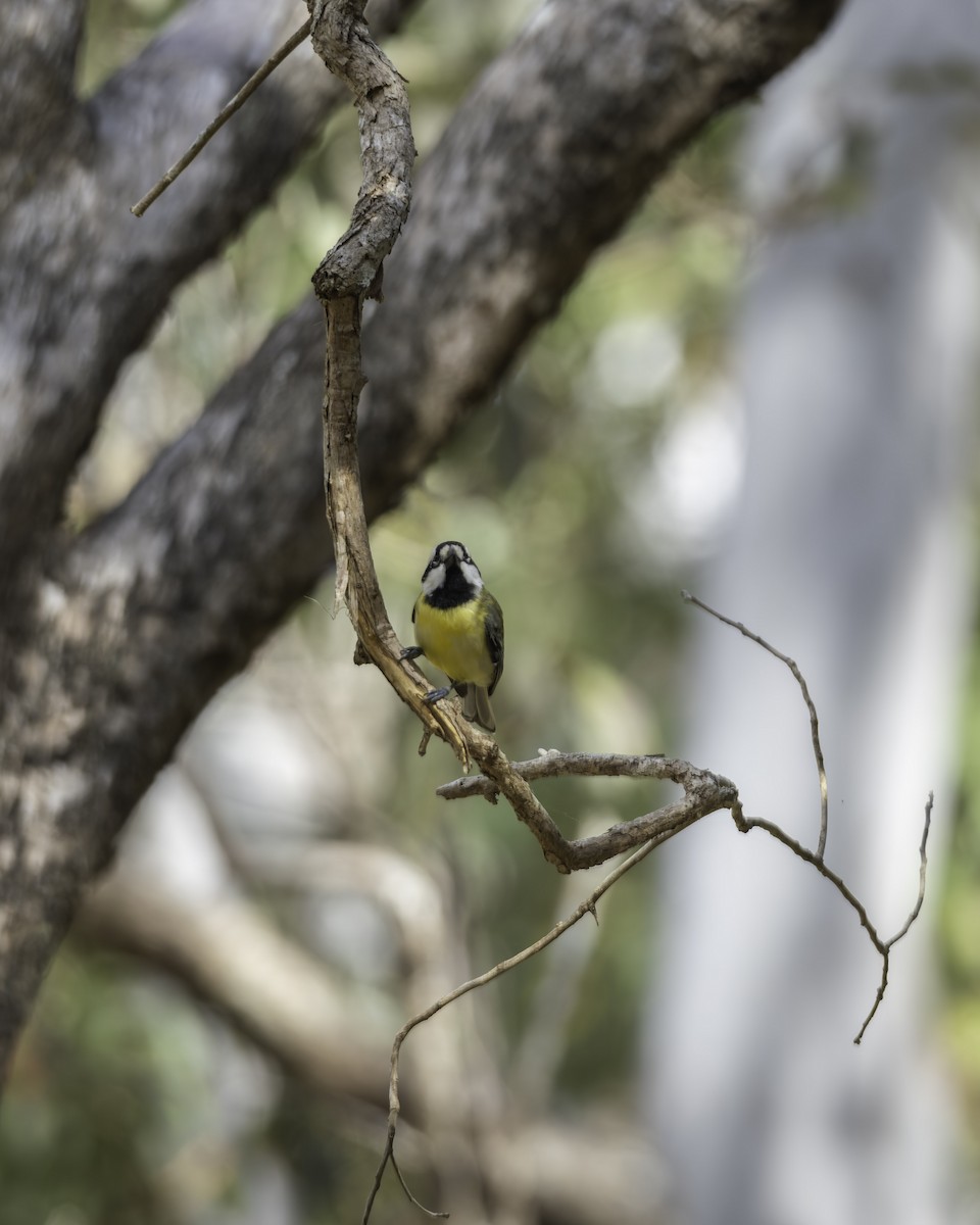 Doğulu Kerpetenkuşu - ML644307665