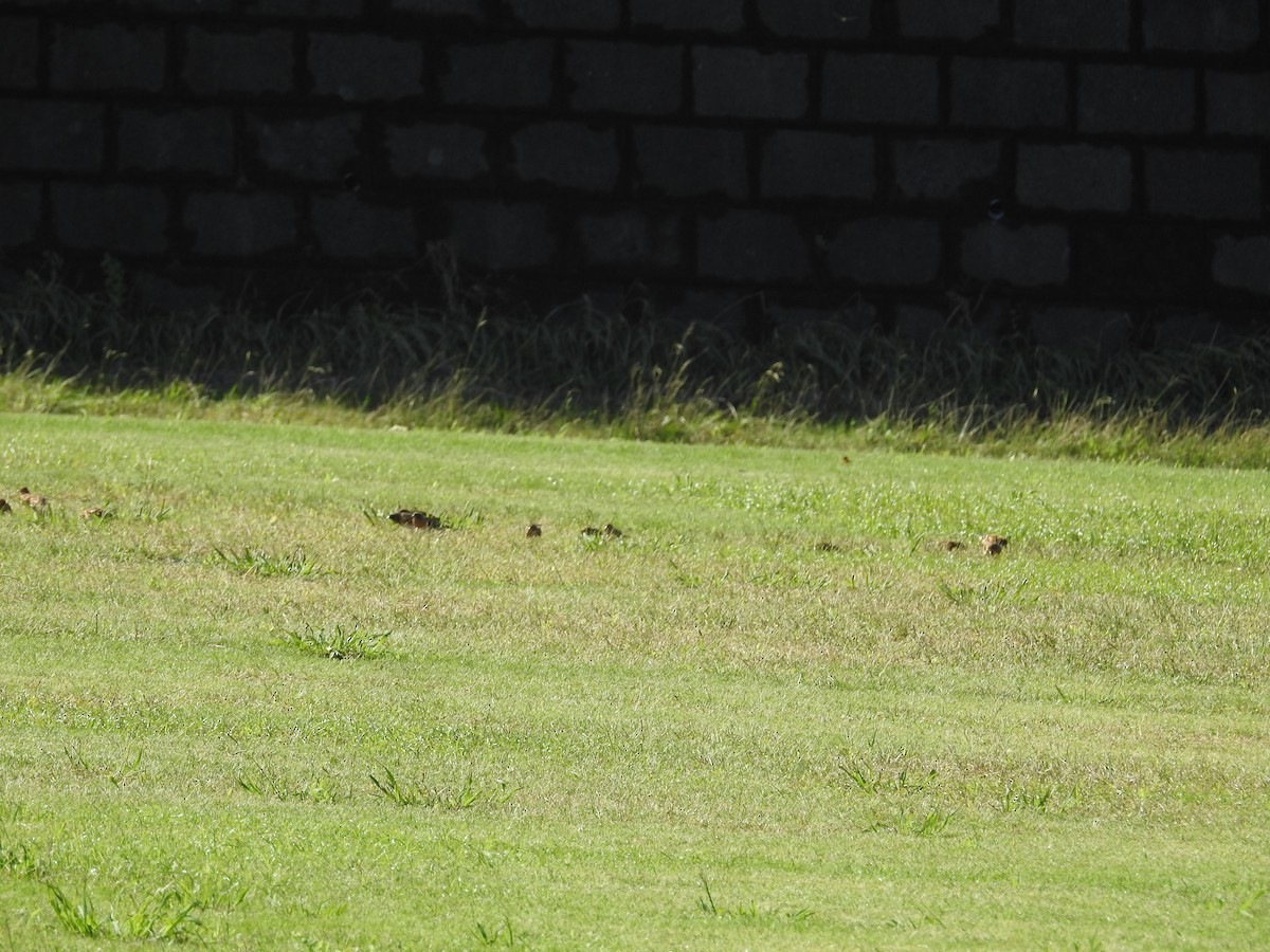 Peppola - ML644307672