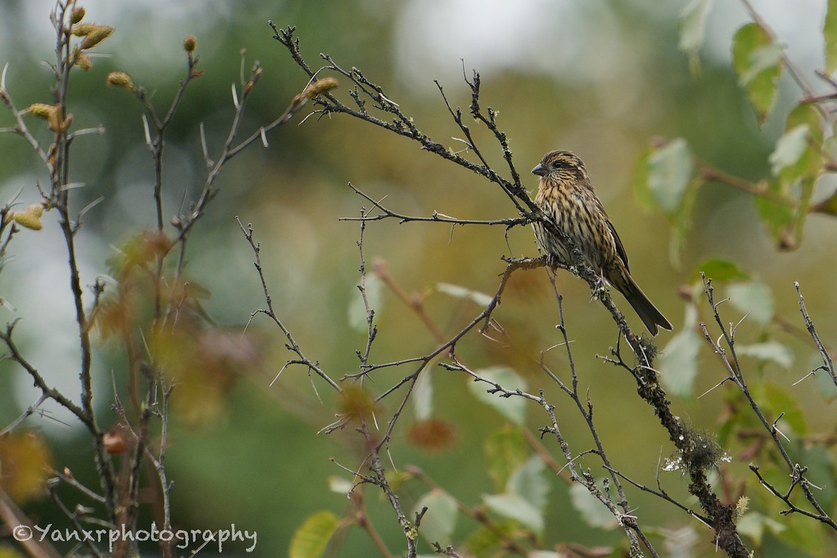 hýl alpínský - ML644307675