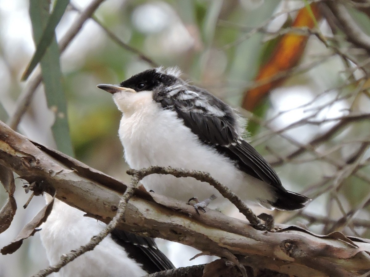 フタイロヒタキ - ML644307676