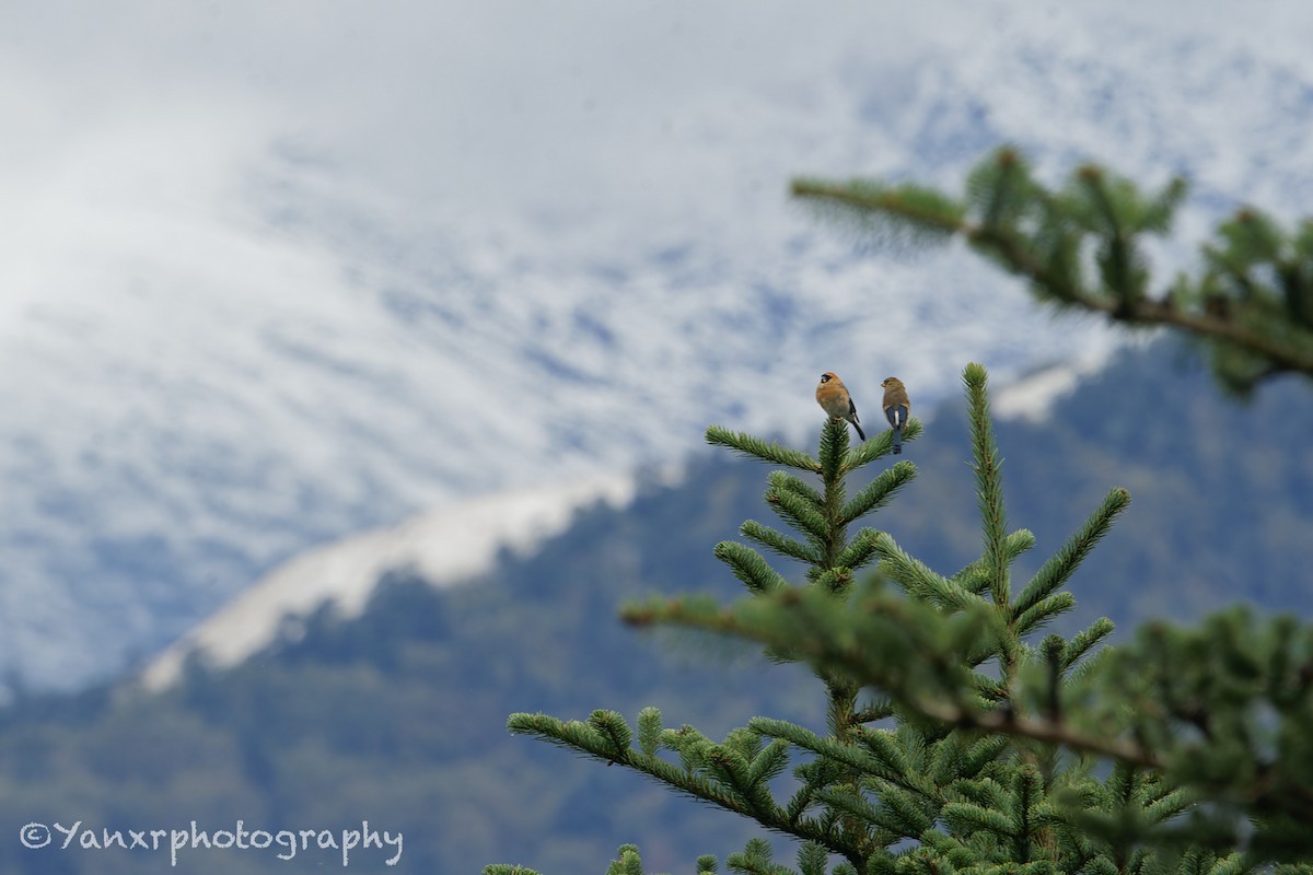 ズアカウソ - ML644307689