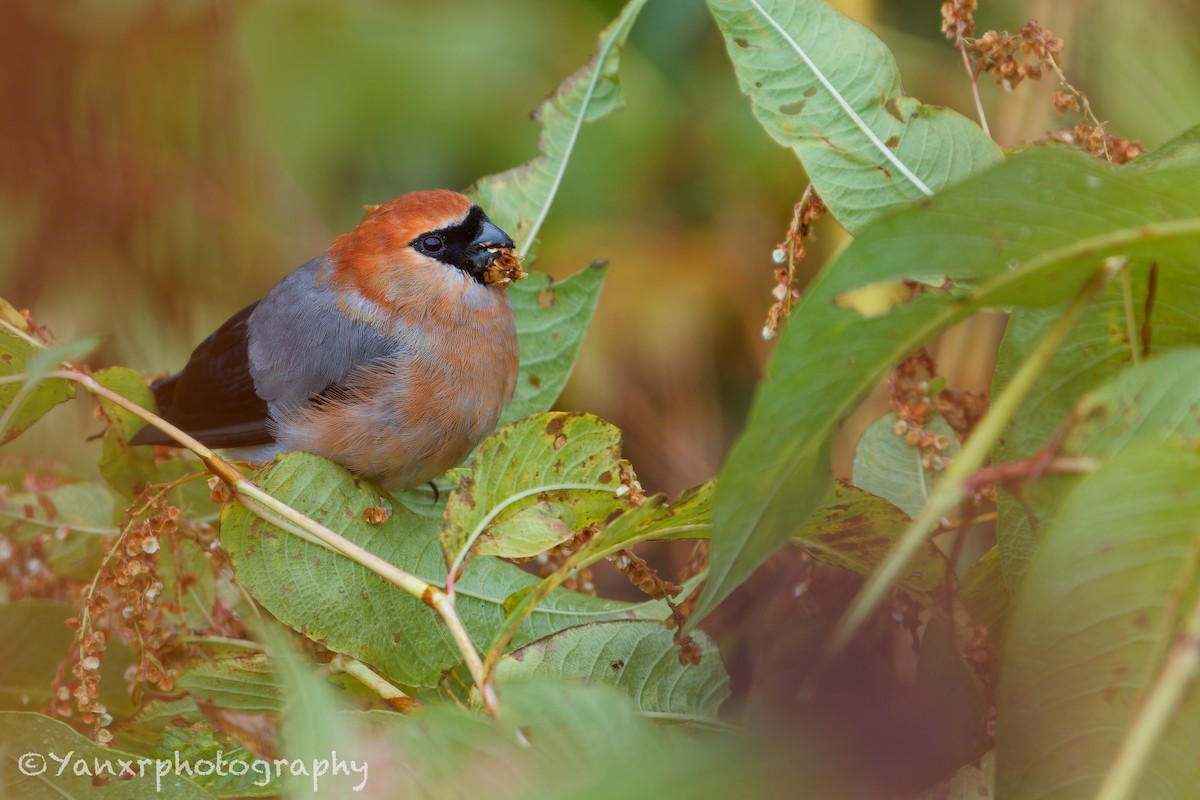 ズアカウソ - ML644307690