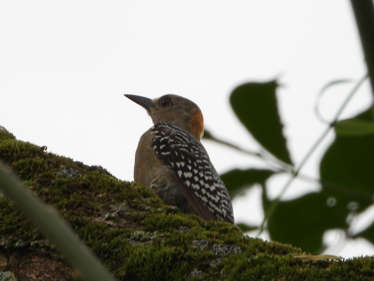 Гіла нікарагуанська - ML644307704