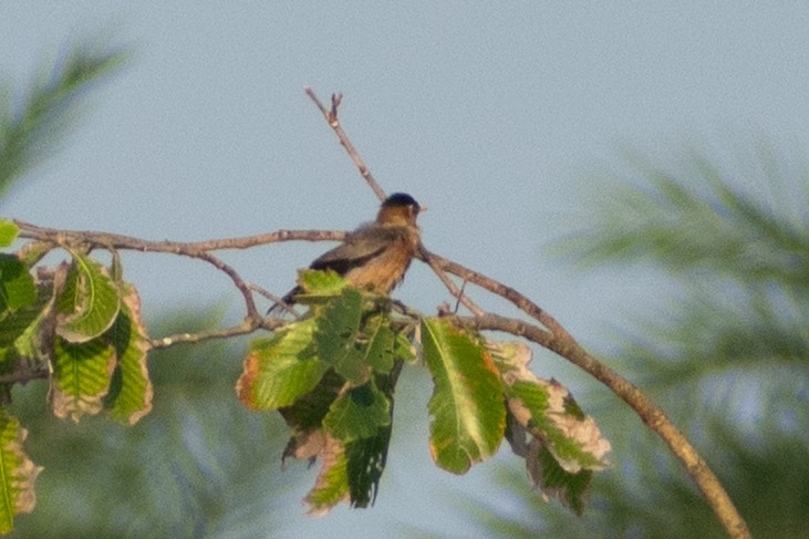 Brahminy Starling - ML644307707