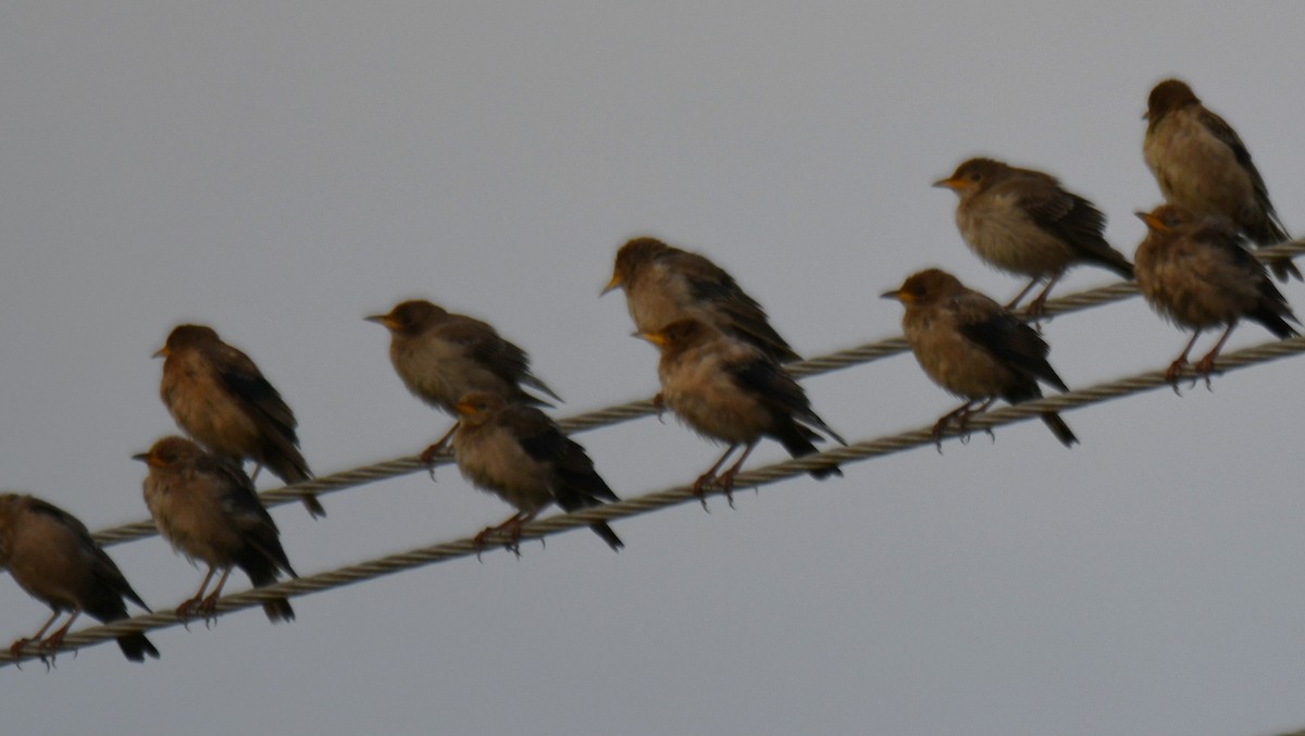 Arabazozo gorrizta - ML644307722