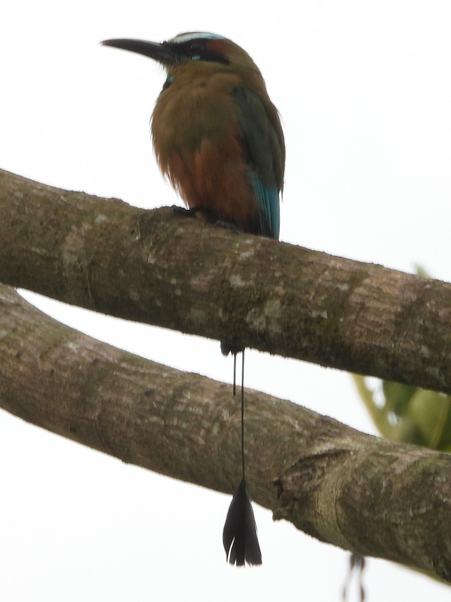 Момот рудочеревий - ML644307723