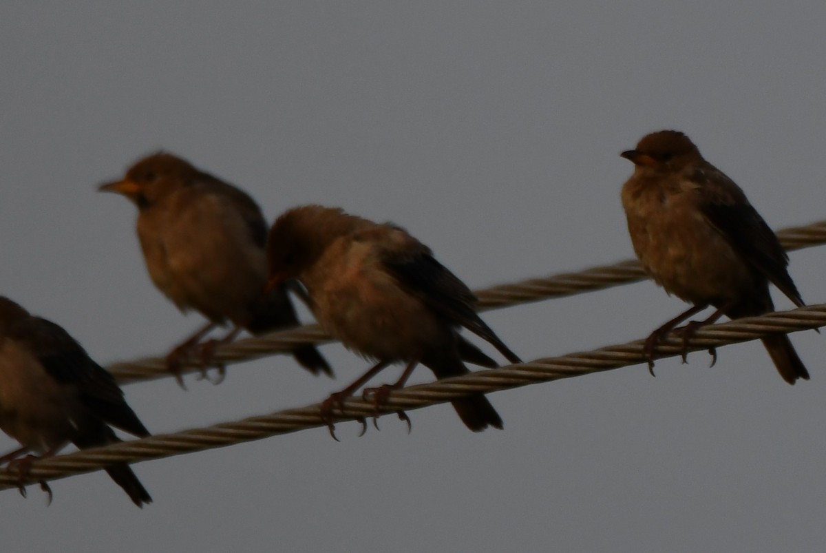 Arabazozo gorrizta - ML644307724