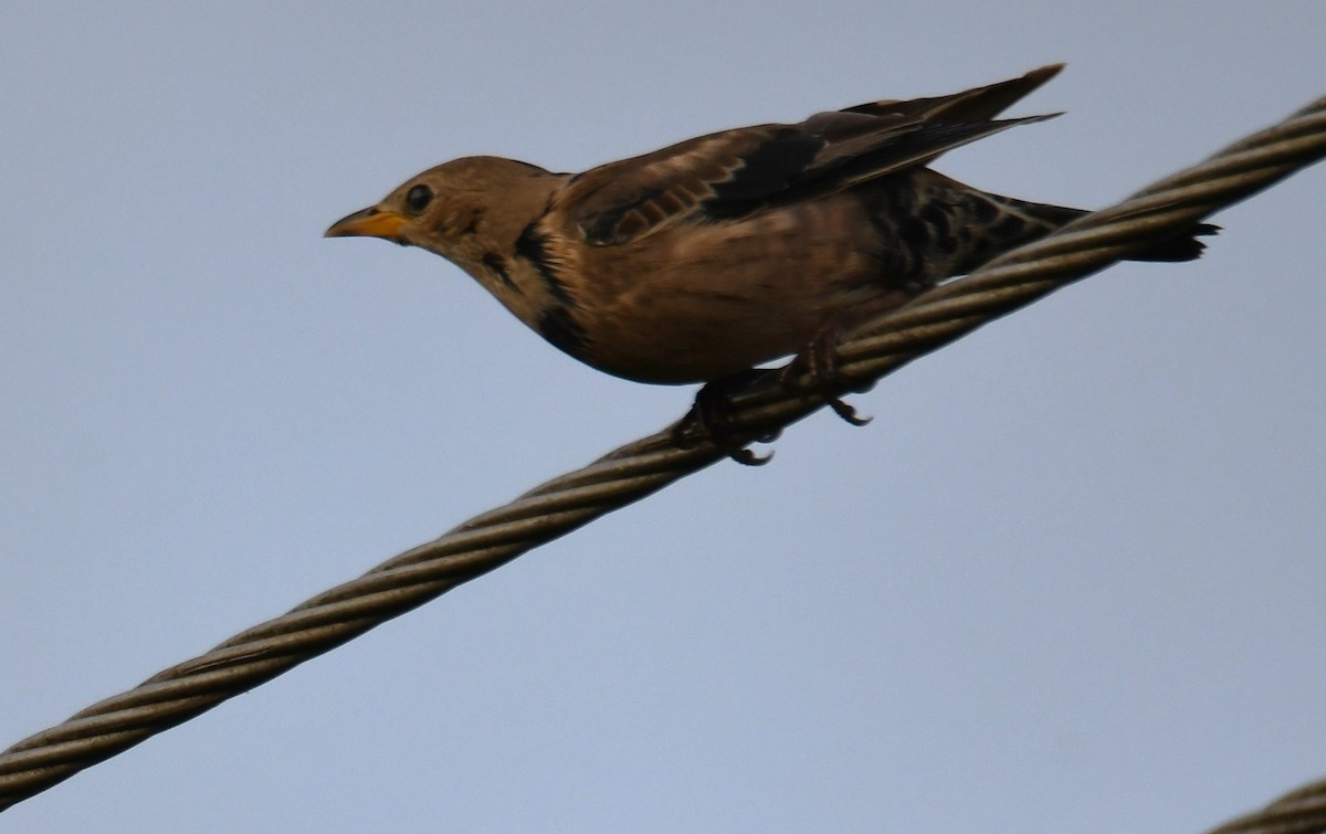 Arabazozo gorrizta - ML644307728