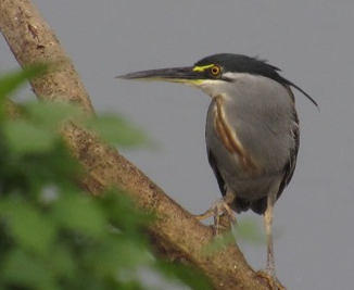 Little Heron - ML644307730