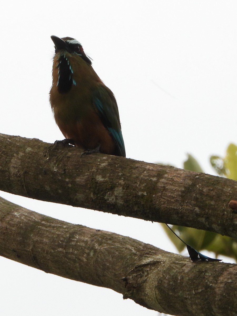 Момот рудочеревий - ML644307734