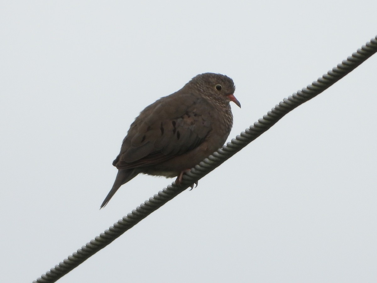 Sperlingstäubchen - ML644307756