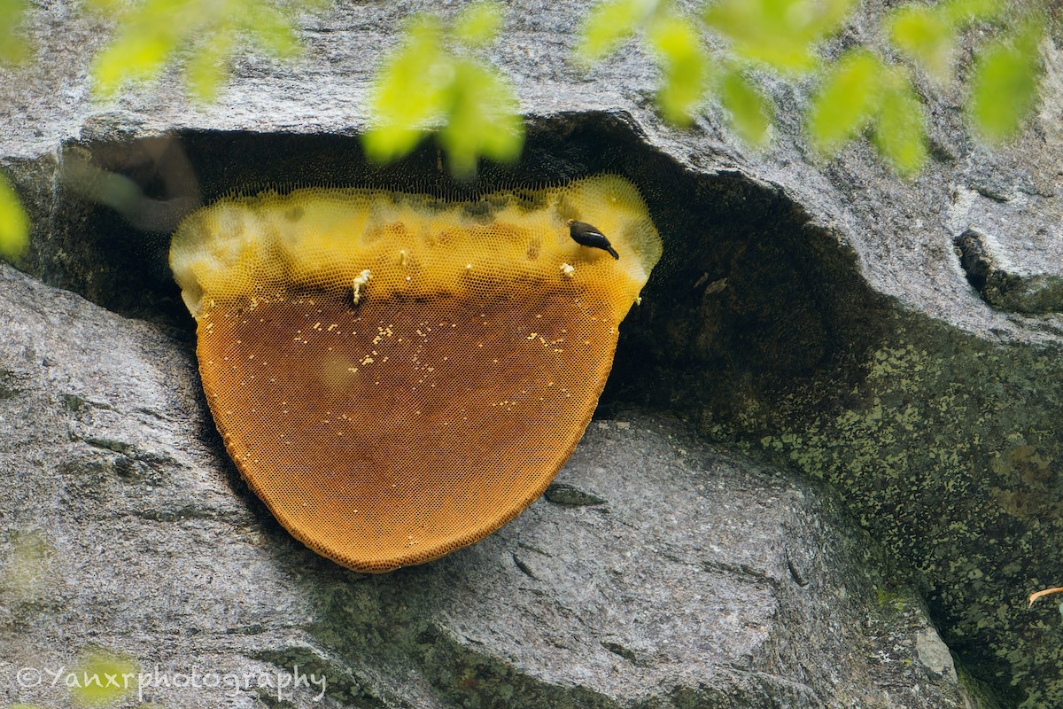 gulgumpvokseter - ML644307757