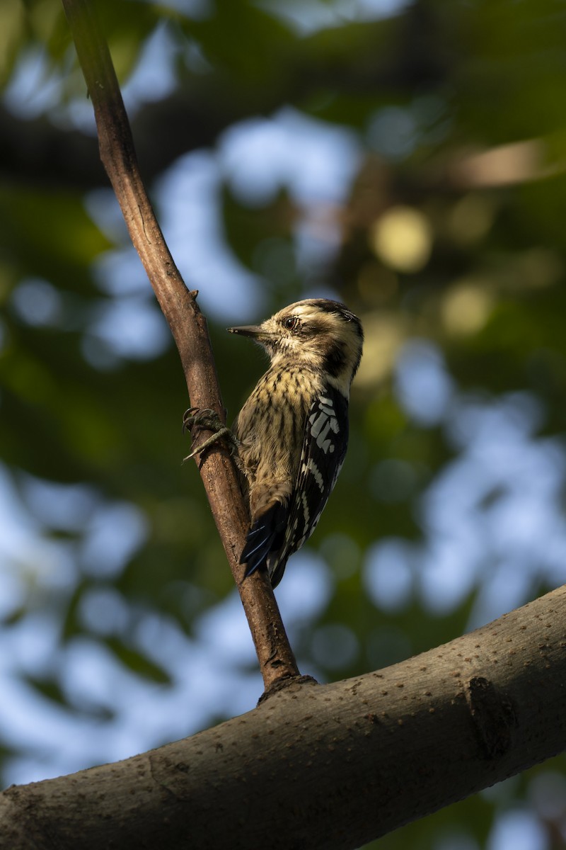 Gray-capped Pygmy Woodpecker - ML644307762