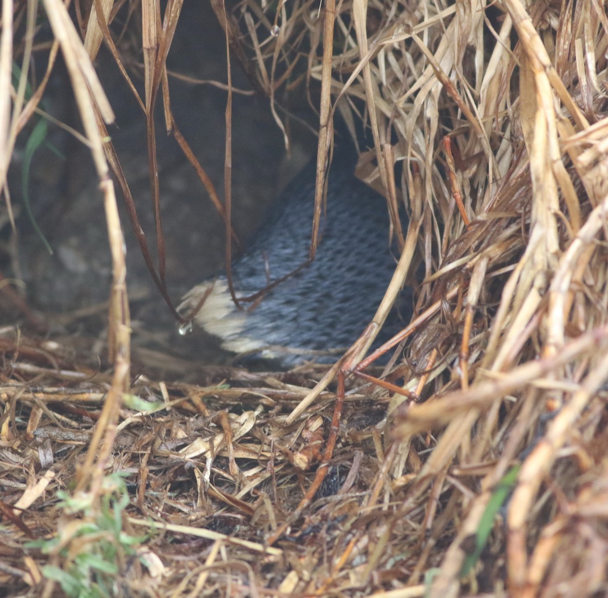 Little Penguin - ML644307766