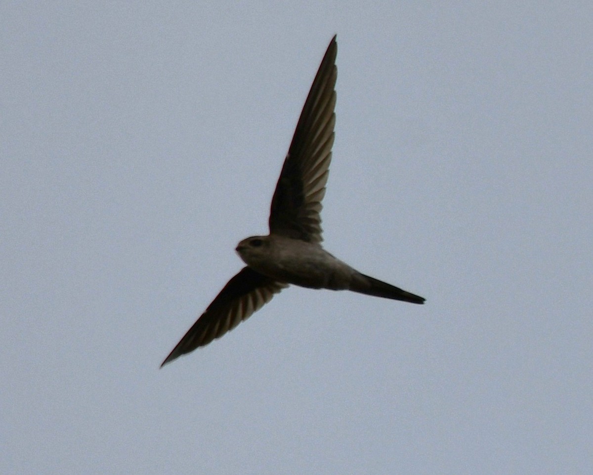 Серпокрилець південноазійський - ML644307775