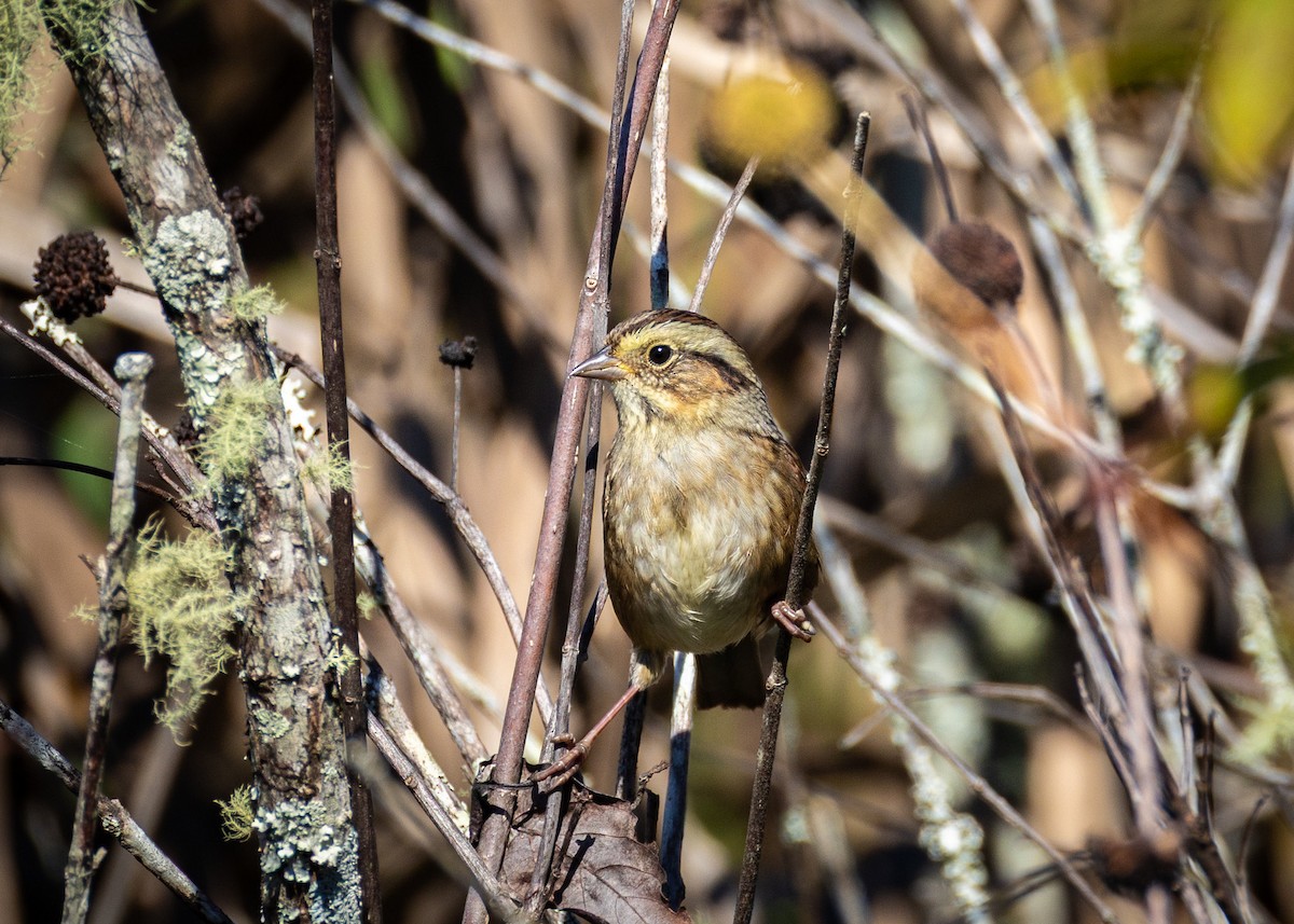 Swamp Sparrow - ML644307781