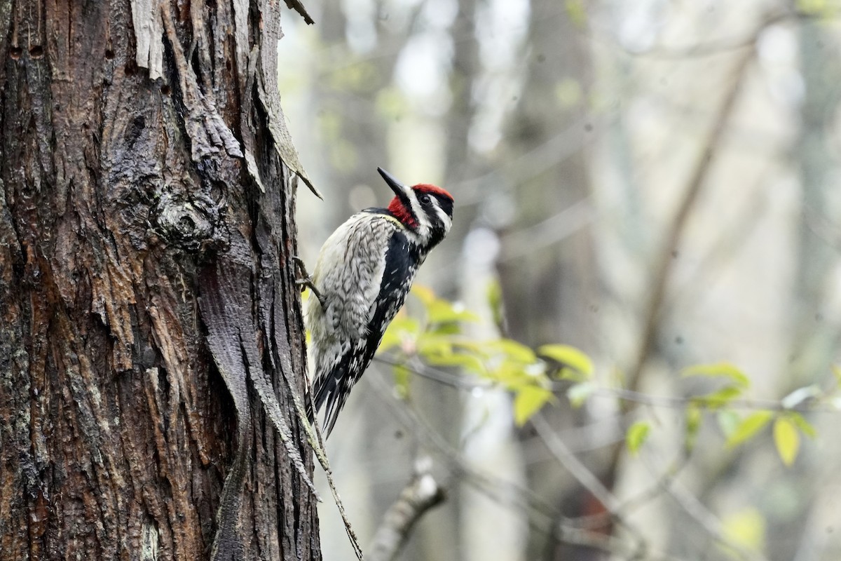 Yellow-bellied Sapsucker - ML644307789