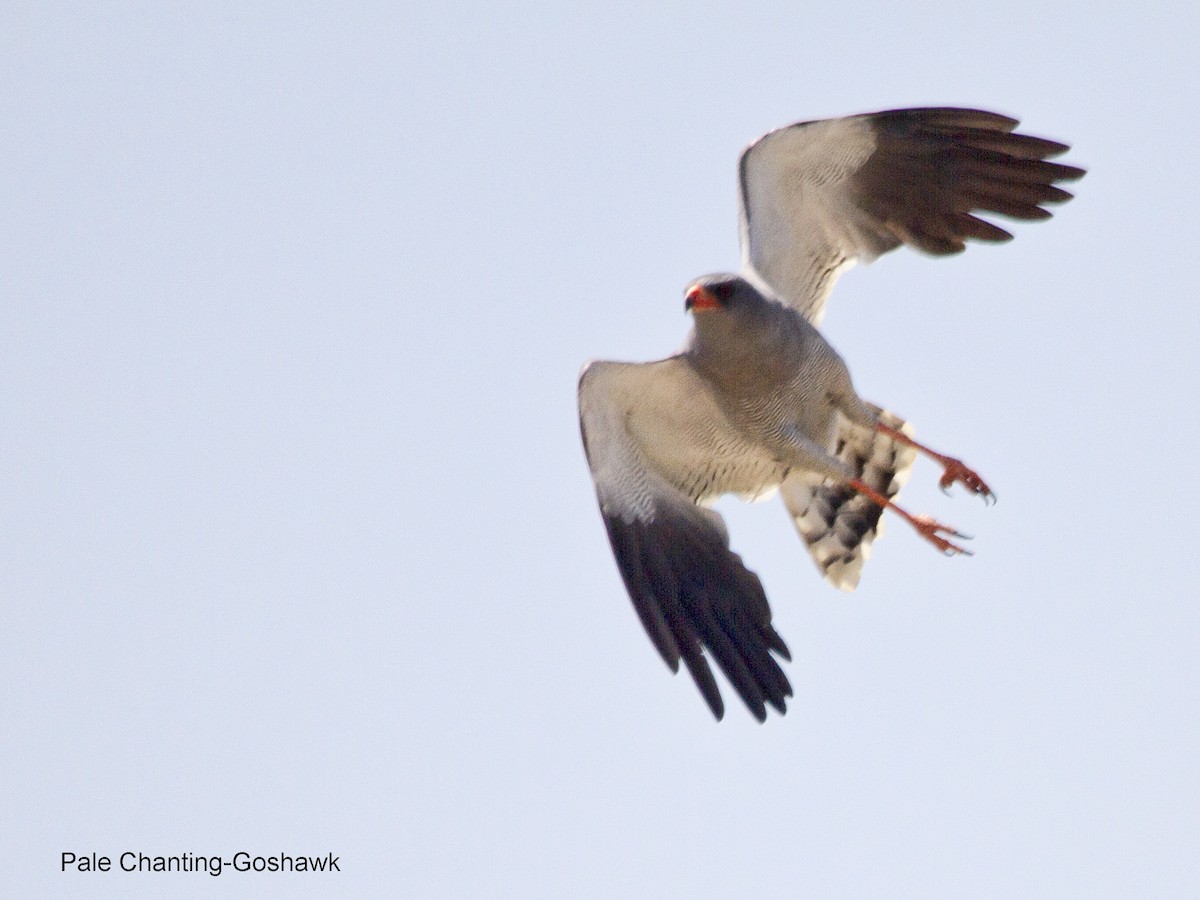 コシジロウタオオタカ - ML644307796