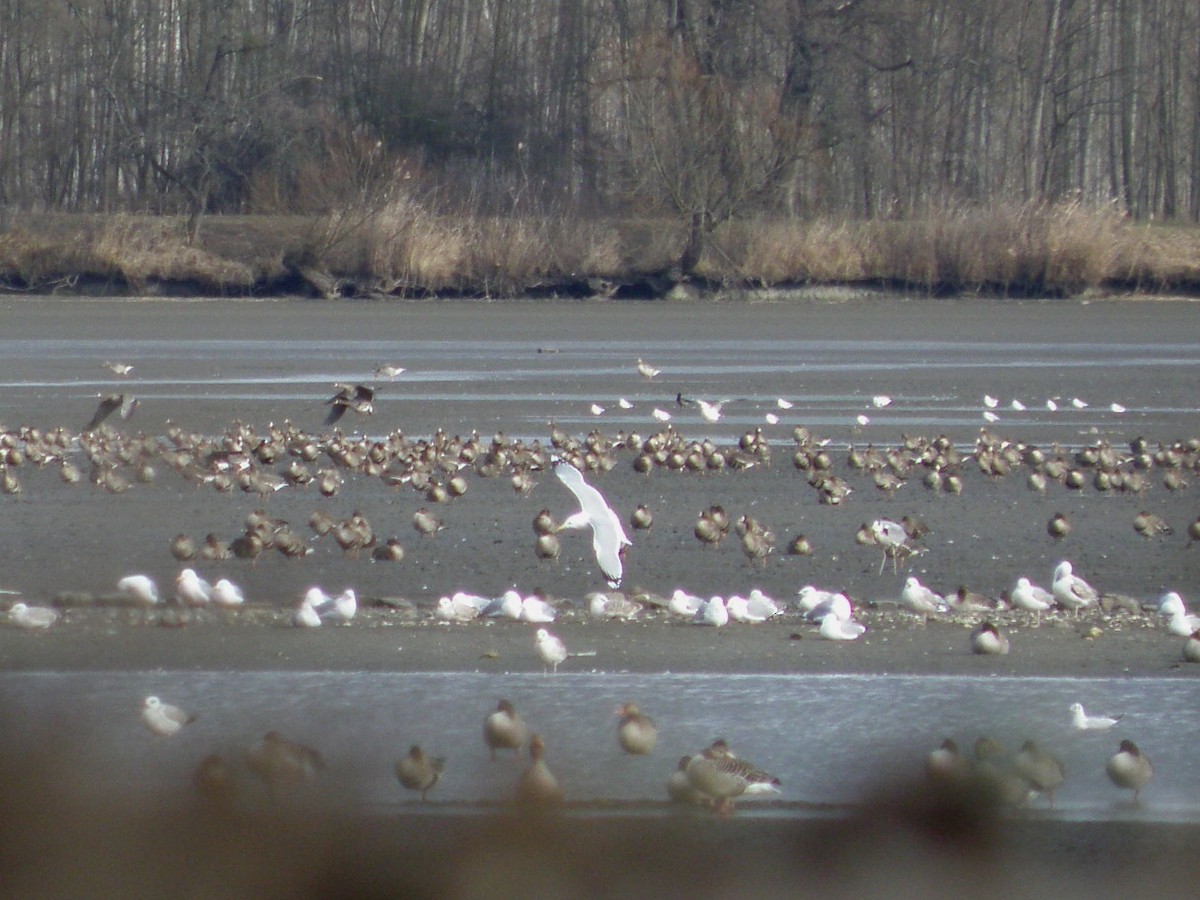 Kaio kaspiarra - ML644307799