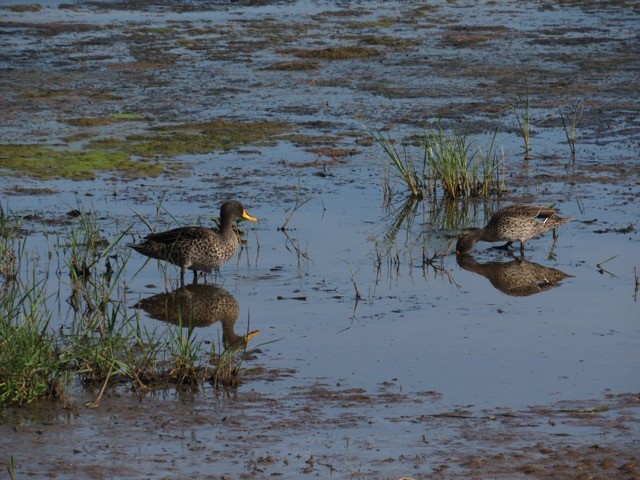 Ahate mokohoria - ML644307800