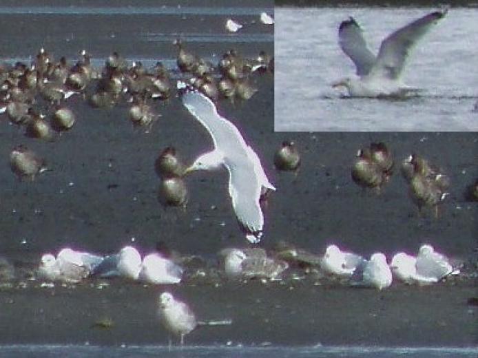 Kaio kaspiarra - ML644307804