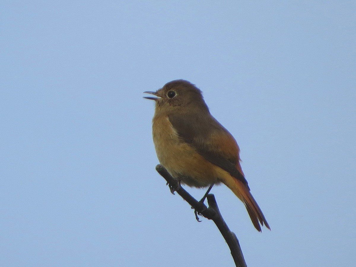 Daurian Redstart - ML644307810