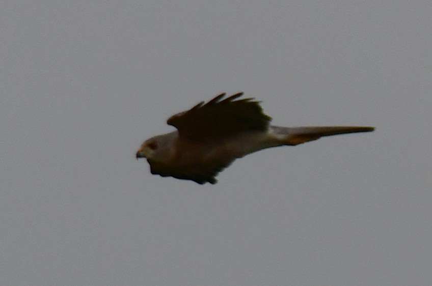 Үүрсээ харцага - ML644307812