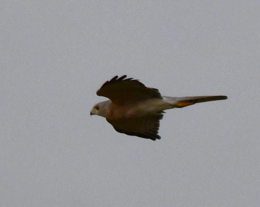 Үүрсээ харцага - ML644307816